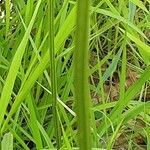 Plantago argentea Kůra