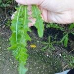 Sonchus congestus Blatt