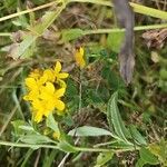 Hypericum maculatumŽiedas