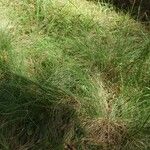 Festuca flavescens Hoja