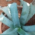 Agave marmorata Fuelha