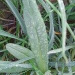 Nonea lutea Leaf