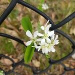 Aronia melanocarpa Blomst
