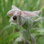 Nonea vesicaria Kukka