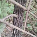 Diospyros melanoxylon 樹皮