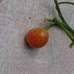 Solanum bahamense Fruto
