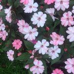 Impatiens walleriana عادت داشتن