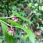 Psychotria platypoda Flower