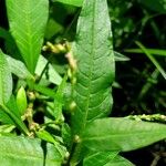 Persicaria hydropiper Foglia