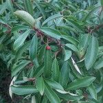 Photinia davidiana Leaf