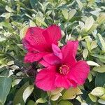 Hibiscus rosa-sinensis Cvet