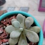 Pachyphytum oviferumعادت داشتن