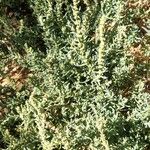 Suaeda maritima Likasa