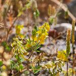 Trigonella esculenta Habit