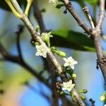 Geniostoma borbonicum 花