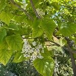 Catalpa ovata ഇല