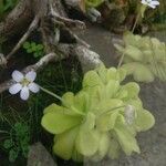 Pinguicula agnata Кветка