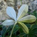 Potentilla alchimilloides Leaf