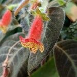 Kohleria amabilis Flower