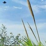 Arundo donax Flower