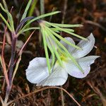 Linanthus dichotomus Flower