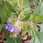 Marsypianthes chamaedrys Otro