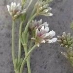Dorycnium pentaphyllum Fleur