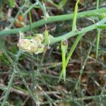 Asparagus horridus Fruit