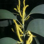 Acacia mangium Кветка