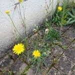 Crepis foetida Hábito