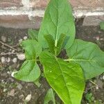 Mirabilis longiflora পাতা