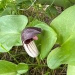 Arisarum simorrhinum Blad