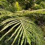 Blechnum gibbum Leaf