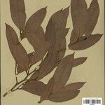 Naucleopsis oblongifolia Yaprak