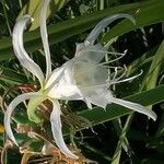 Hymenocallis liriosme Floare