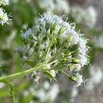 Ageratina altissima Çiçek