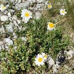 Leucanthemopsis alpinaKwiat