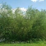 Salix viminalis Hábito