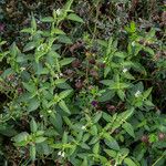 Solanum chenopodioides Floare