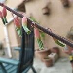 Gasteria disticha Flower