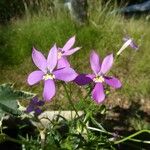 Sabatia campestris Flower