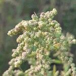 Chenopodium ficifolium Fruit