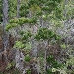 Hibbertia lucens Habitat