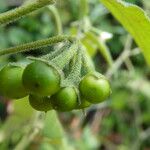 Solanum chenopodioides 果