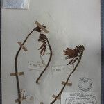 Erythrina stricta Otro