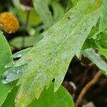 Coleostephus myconis Leaf