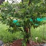 Psidium guajava आदत