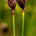 Schoenus nigricans Blüte