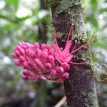 Leonardoxa africana Flower