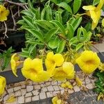 Allamanda cathartica 葉